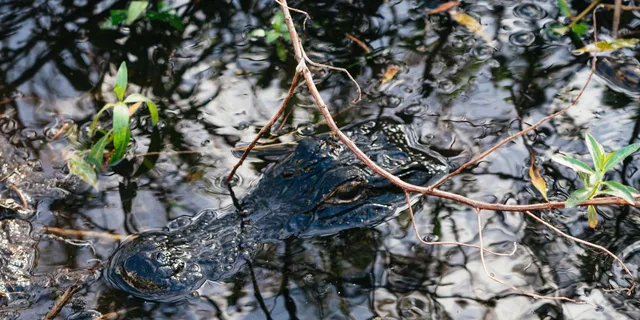 Orlando Florida Everglades Airboat Tour 1.5 hr - Image 2