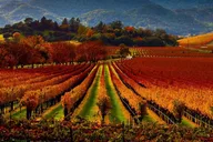 Napa Sonoma Limo Tour thumbnail 3