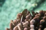 Maui Molokini Crater and Turtle Town Snorkeling Tour 3 hr thumbnail 6
