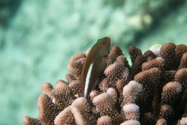 Maui Molokini Crater and Turtle Town Snorkeling Tour 3 hr - Image 6