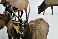 Jackson Hole National Elk Refuge Sleigh Ride thumbnail 6