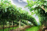 San Francisco Wine Country Private Tour 8 hr thumbnail 3