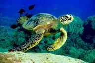 Maui Turtle Town Snorkeling Tour with Marine Biologist thumbnail 5