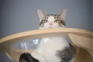 Santa Barbara Cat Therapy Experience thumbnail 4