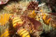Lahaina Certified Shore Diving thumbnail 4