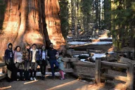 Los Angeles Sequoia and Kings Canyon Private Day Tour thumbnail 5