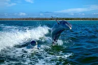 Ten Thousand Islands Eco Dolphin Tour thumbnail 1