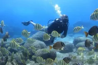 Honolulu Scuba Diving Experience with Video Package thumbnail 1