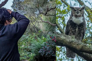 San Francisco Wildlife Walking Tour at Twilight