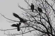 Seattle Bald Eagles Nesting Tour at Skagit River thumbnail 3