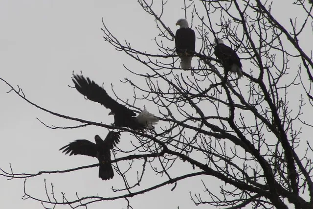 Seattle Bald Eagles Nesting Tour at Skagit River - Image 3