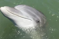 Hilton Head Dolphin Tour with Dining Stop thumbnail 2