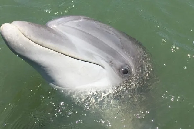 Hilton Head Dolphin Tour with Dining Stop - Image 2