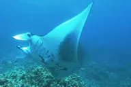 Kona Manta Ray Night Snorkel thumbnail 2