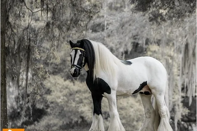 Ocala Gypsy Gold Horse Farm Tour 2 hr - Image 2