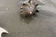 Charleston Shark-Tooth Hunt and Lighthouse Tour thumbnail 6
