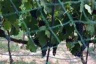 Sedona Car Tour in Verde Valley thumbnail 6