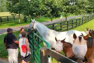 Lexington Horse Farm Tour with Insider Access thumbnail 3