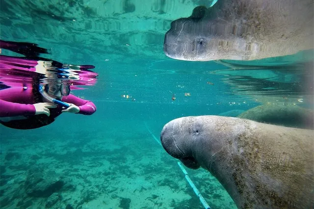 Crystal River Manatee Swim 3 hr - Image 5