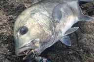 Hawaii GT Fishing Full Day thumbnail 2