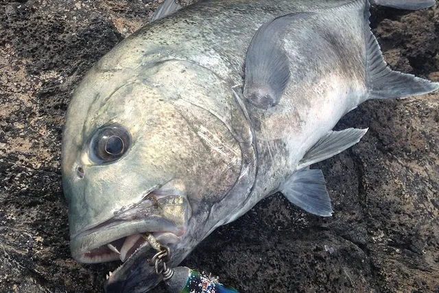 Hawaii GT Fishing Full Day - Image 2
