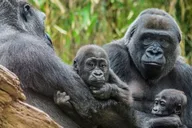 Bronx Zoo Admission Ticket thumbnail 3