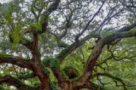 Charleston Historic District & Plantation Private Tour thumbnail 3