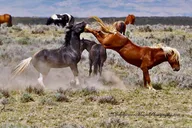 Cody Wild Mustang Bus Tour at 5 PM thumbnail 1