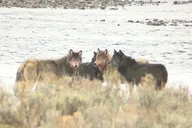 Yellowstone Lower Loop Wildlife & Hot Springs Tour thumbnail 3