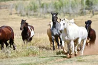 Jackson Hole Horseback Ride with Lunch 2.5 hr thumbnail 5
