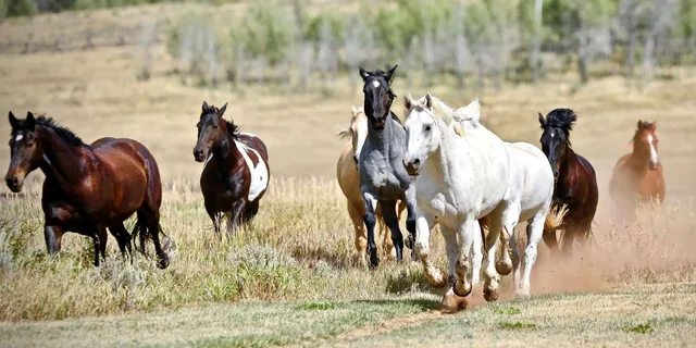 Jackson Hole Horseback Ride with Lunch 2.5 hr - Image 5