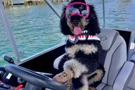 Destin Private Chartered Pontoon Boat thumbnail 6