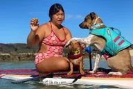 Honolulu Paddle Board with Rescue Dogs 90 min thumbnail 5