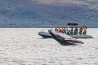 Maui Dolphin and Whale Watching Eco-Raft Tour 2 hr thumbnail 1