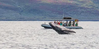 Maui Dolphin and Whale Watching Eco-Raft Tour 2 hr