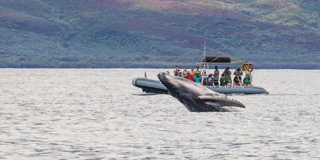 Maui Dolphin and Whale Watching Eco-Raft Tour 2 hr - Image 1