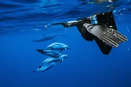 Oahu Swimming with Wild Dolphins Adventure thumbnail 1