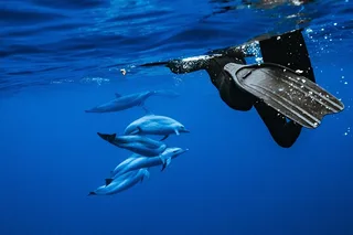 Oahu Swimming with Wild Dolphins Adventure