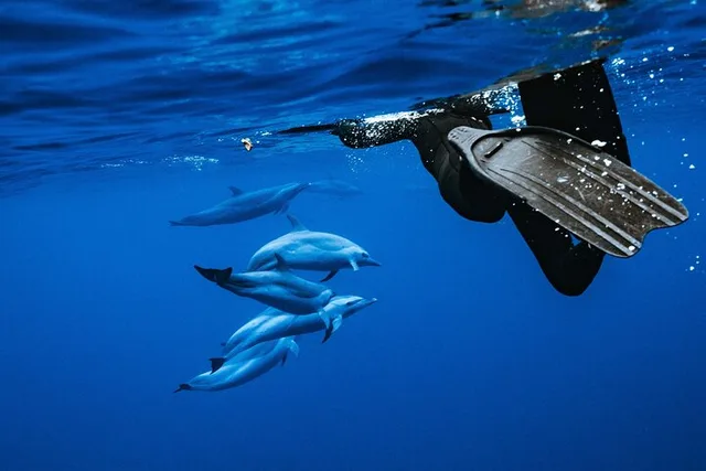 Oahu Swimming with Wild Dolphins Adventure - Image 1