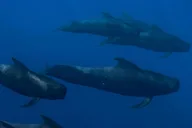 Kona Ocean Safari and Snorkel thumbnail 6