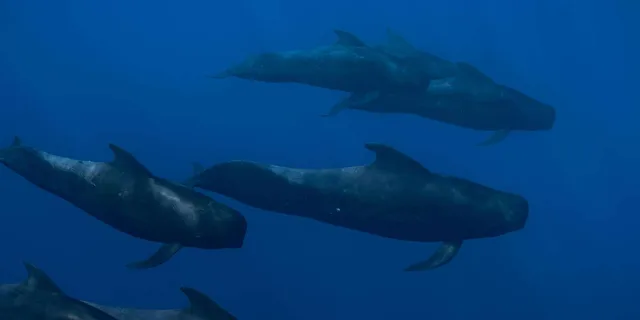 Kona Ocean Safari and Snorkel - Image 6