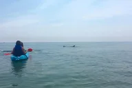 Virginia Beach Dolphin Kayak Eco-Tour thumbnail 5