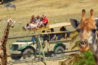 Sonoma Safari and Redwoods Private Tour