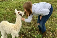 Hudson Valley Llama/Alpaca Hike and Farm Tour 90 min thumbnail 1