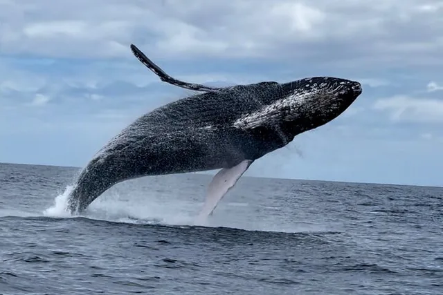 Maui Whale Watching Tour 2 hr - Image 1