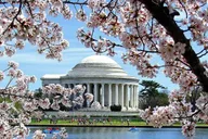 Washington DC Cherry Blossom Walking Tour thumbnail 1