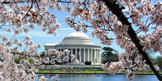 Washington DC Cherry Blossom Walking Tour