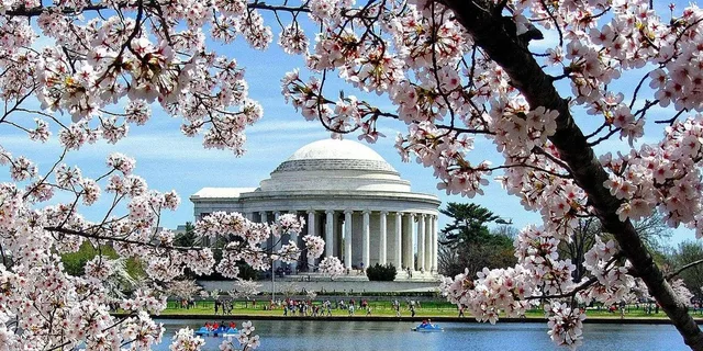Washington DC Cherry Blossom Walking Tour - Image 1