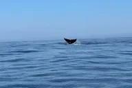 San Diego Whale & Dolphin Adventure thumbnail 2