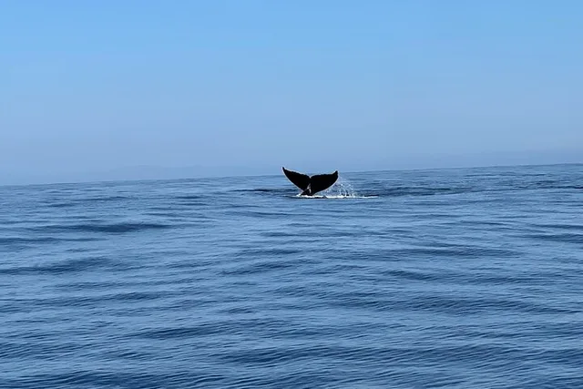 San Diego Whale & Dolphin Adventure - Image 2